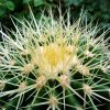 Echinocactus _grusonii _c4